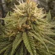 Paradise Pine(Paradise PunchxWTR)