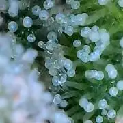 Paradise Pine(Paradise PunchxWTR)