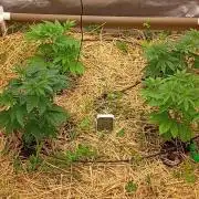 Paradise Pine(Paradise PunchxWTR)