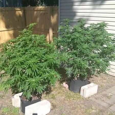 2025 Outdoor Grow : Modified Payton