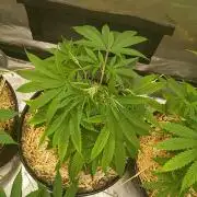 Paradise Pine Clones