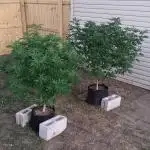 2025 Outdoor Grow : Modified Payton