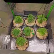 Paradise Pine Clones
