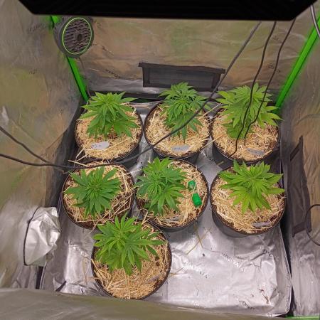 Paradise Pine Clones