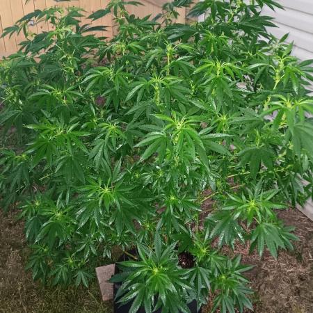 2025 Outdoor Grow : Modified Payton