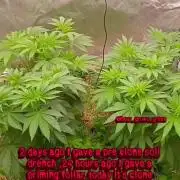 Paradise Pine Clones