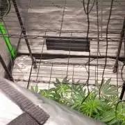 Paradise Pine Clones