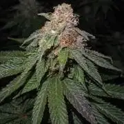 Paradise Pine(Paradise PunchxWTR)