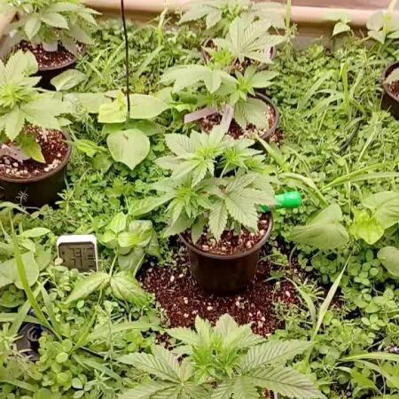 Paradise Pine(Paradise PunchxWTR)