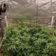 Paradise Pine(Paradise PunchxWTR)