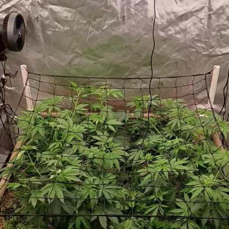 Paradise Pine(Paradise PunchxWTR)