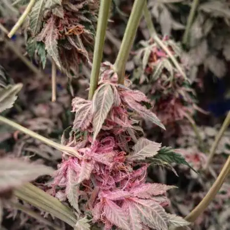 Paradise Pine(Paradise PunchxWTR)