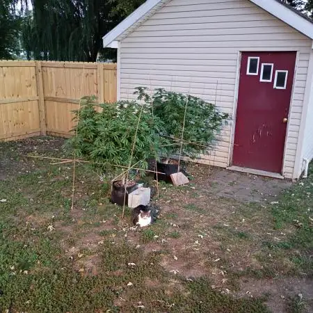 2025 Outdoor Grow : Modified Payton