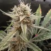 Wedding Cake Auto