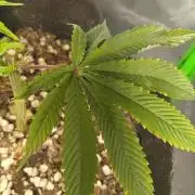 Paradise Pine Clones