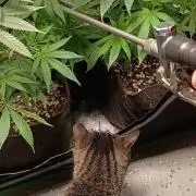 Paradise Pine Clones