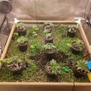 Paradise Pine(WTRxParadise Punch)