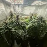 Guava auto and Strawberry gorilla auto from Fast buds