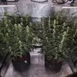 Amnesia Z auto & Orange sherbet auto