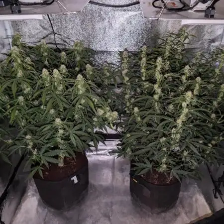 Amnesia Z auto & Orange sherbet auto