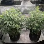 Amnesia Z auto & Orange sherbet auto