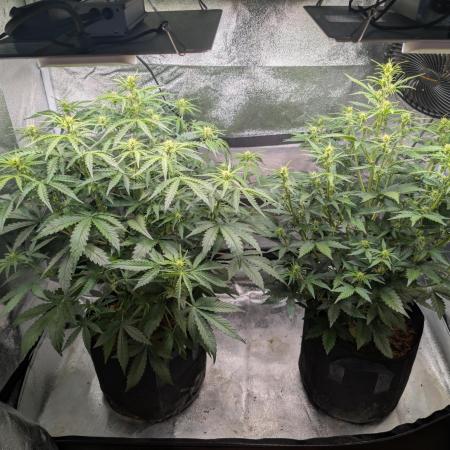 Amnesia Z auto & Orange sherbet auto