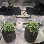 Amnesia Z auto & Orange sherbet auto