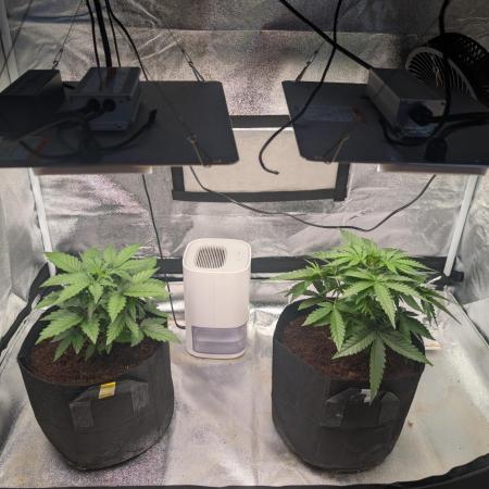 Amnesia Z auto & Orange sherbet auto
