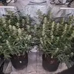 Amnesia Z auto & Orange sherbet auto