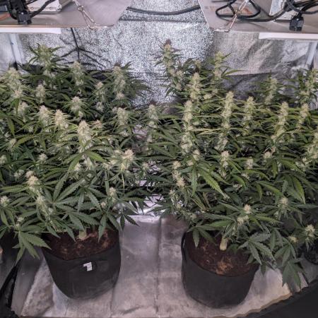 Amnesia Z auto & Orange sherbet auto