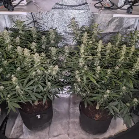 Amnesia Z auto & Orange sherbet auto