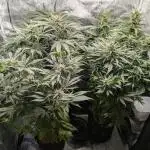 Guava auto and Strawberry gorilla auto from Fast buds