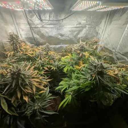 Guava auto and Strawberry gorilla auto from Fast buds