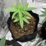 Zombie kush auto tomato feed