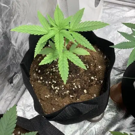 Zombie kush auto tomato feed