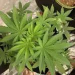 Zombie Kush