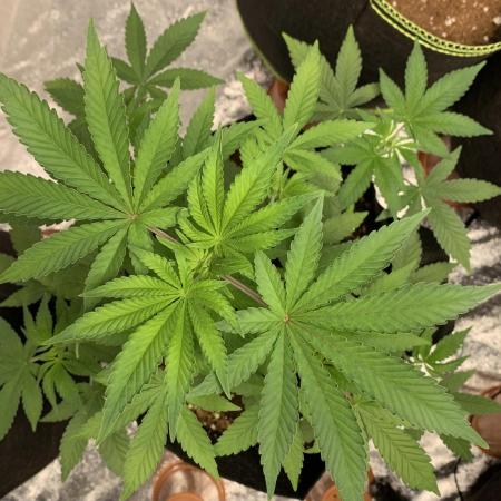 Zombie Kush