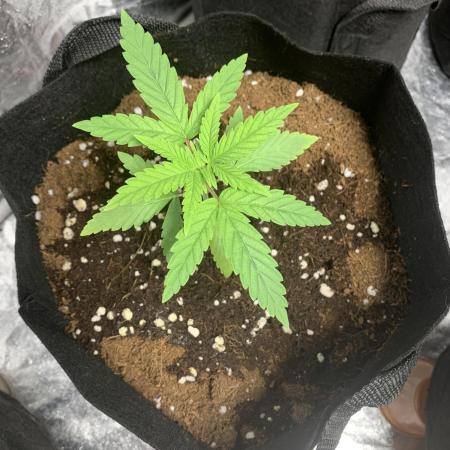 Zombie kush auto tomato feed