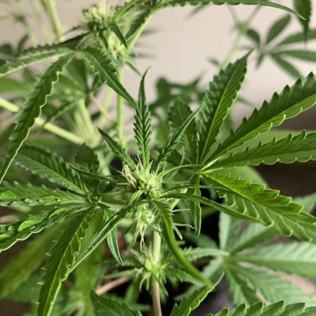 Hybrid F1