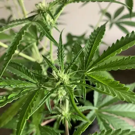 Hybrid F1