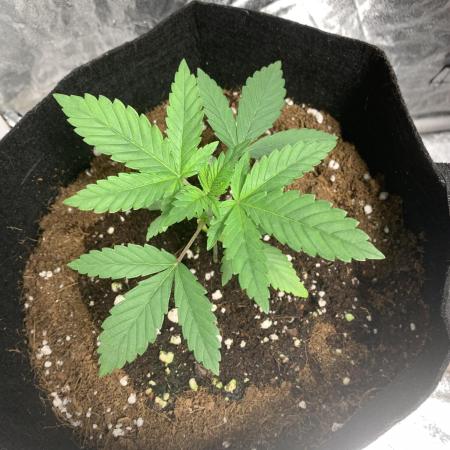 Zombie kush A/N auto