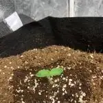 Royal Gorilla auto