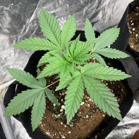 Zombie kush A/N auto
