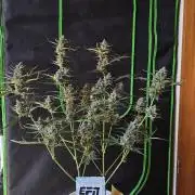 513Grow