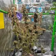 513Grow
