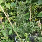 513Grow Outdoor