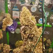 513Grow