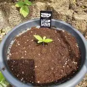 513Grow Outdoor