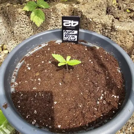 513Grow Outdoor