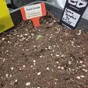 513Grow